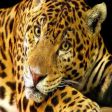 leopardus