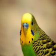 budgerigar