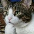 gato