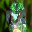 furcifer