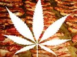 baconweed