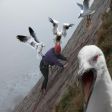 Las_gaviotas_no_existen