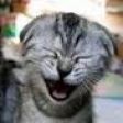 gatoxmiau