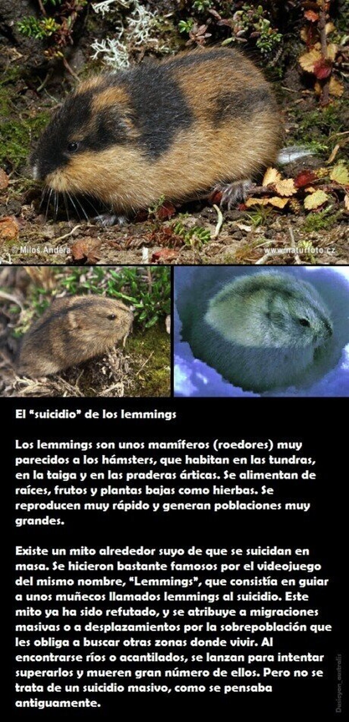 LEMMINGS - Y la verdad detrás de sus suicidios
