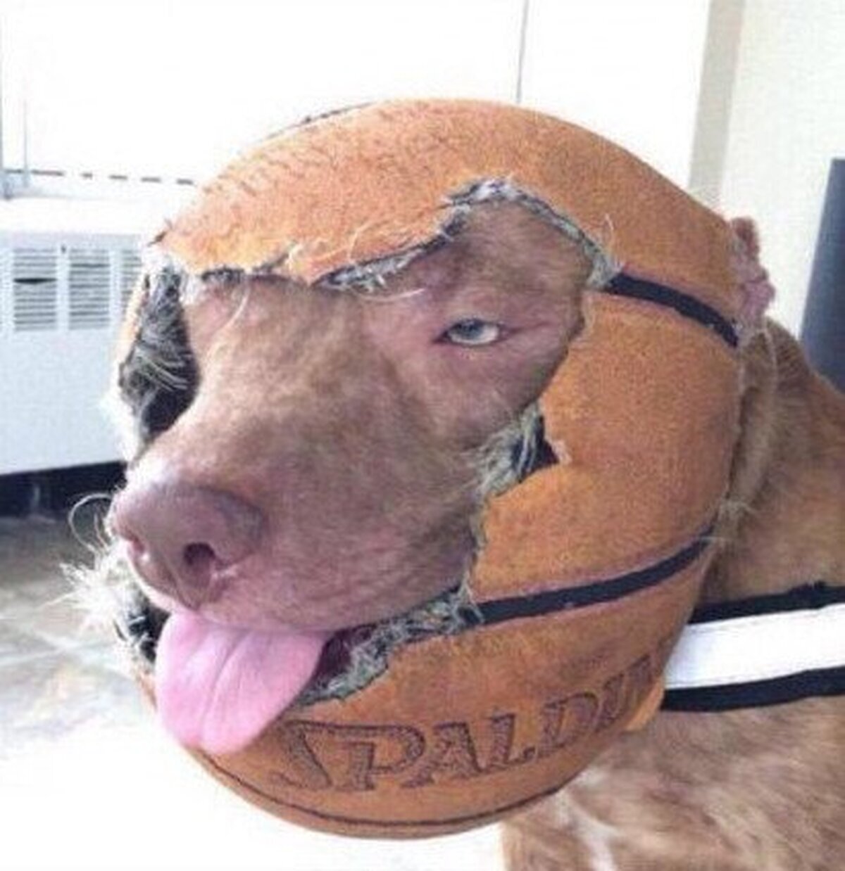 Cuando eres nivel bajo en un RPG y encuentras un casco de cuero