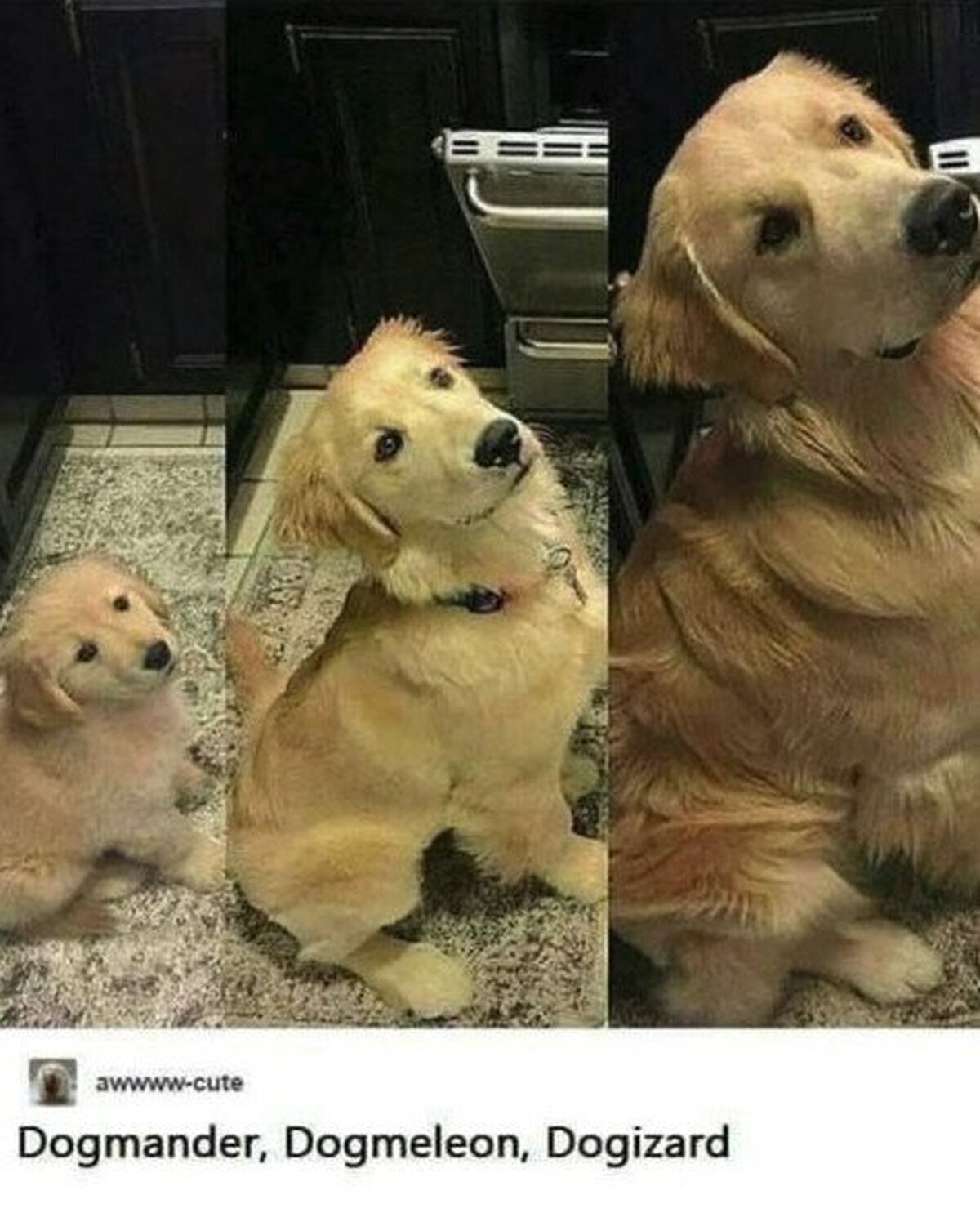 Incluso los perros tienen sus evoluciones.