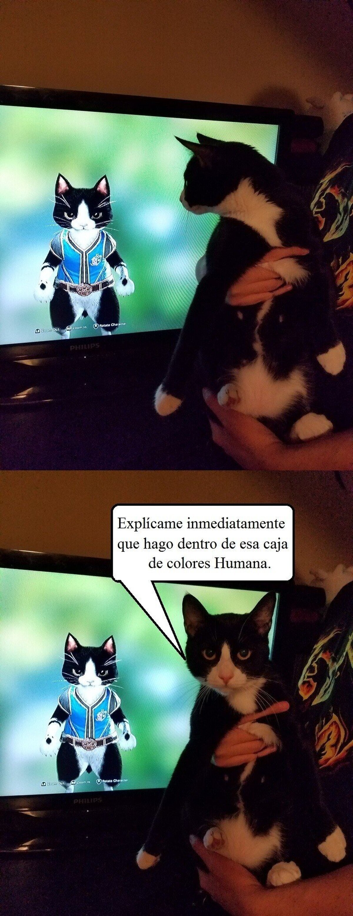 El minino quiere explicaciones