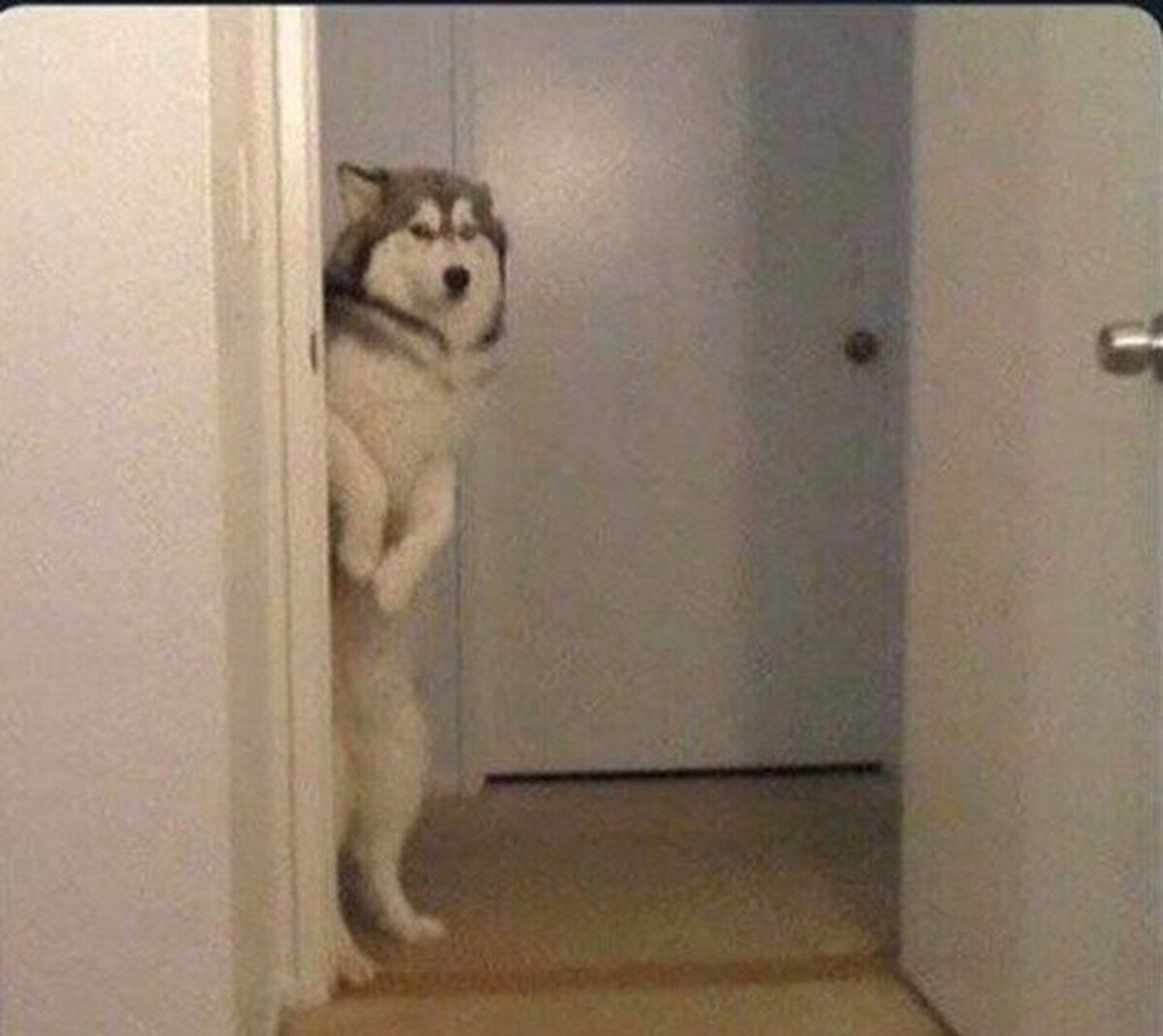 Fantasma cuando Jon esté montando a Rhaegal