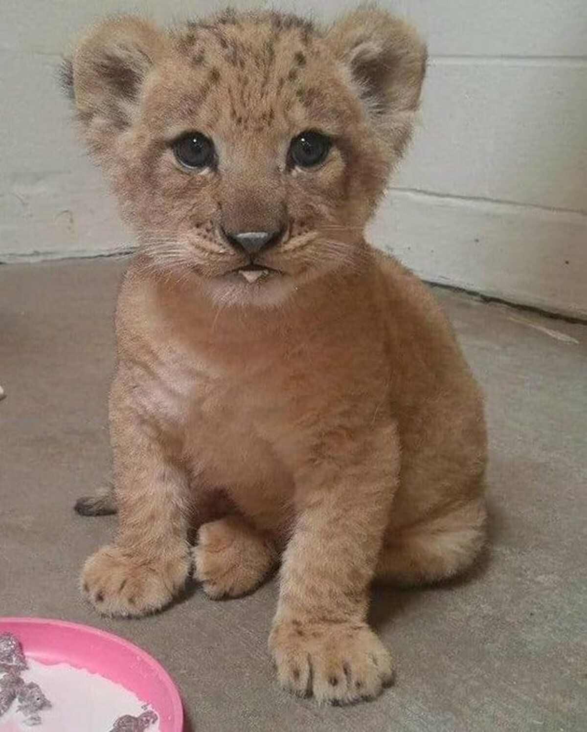 Esta es Bahati, la leona utilizada como modelo para Simba en “El Rey León” (2019)