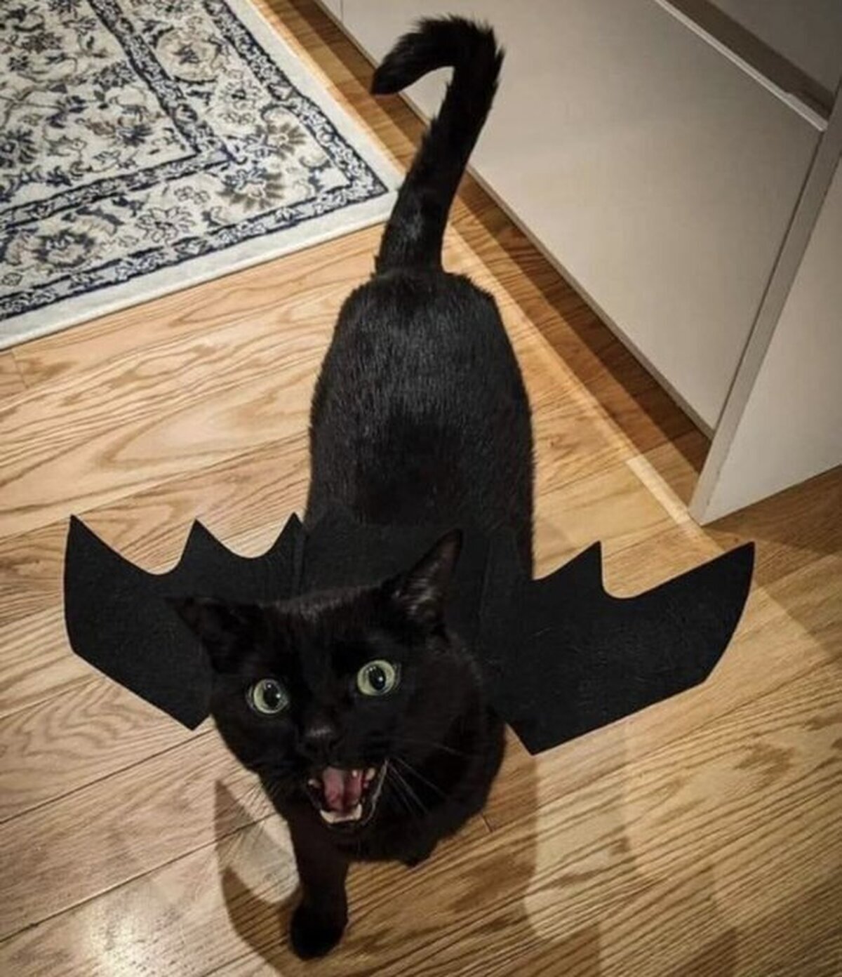 Un adorable cosplay gatuno de Desdentao