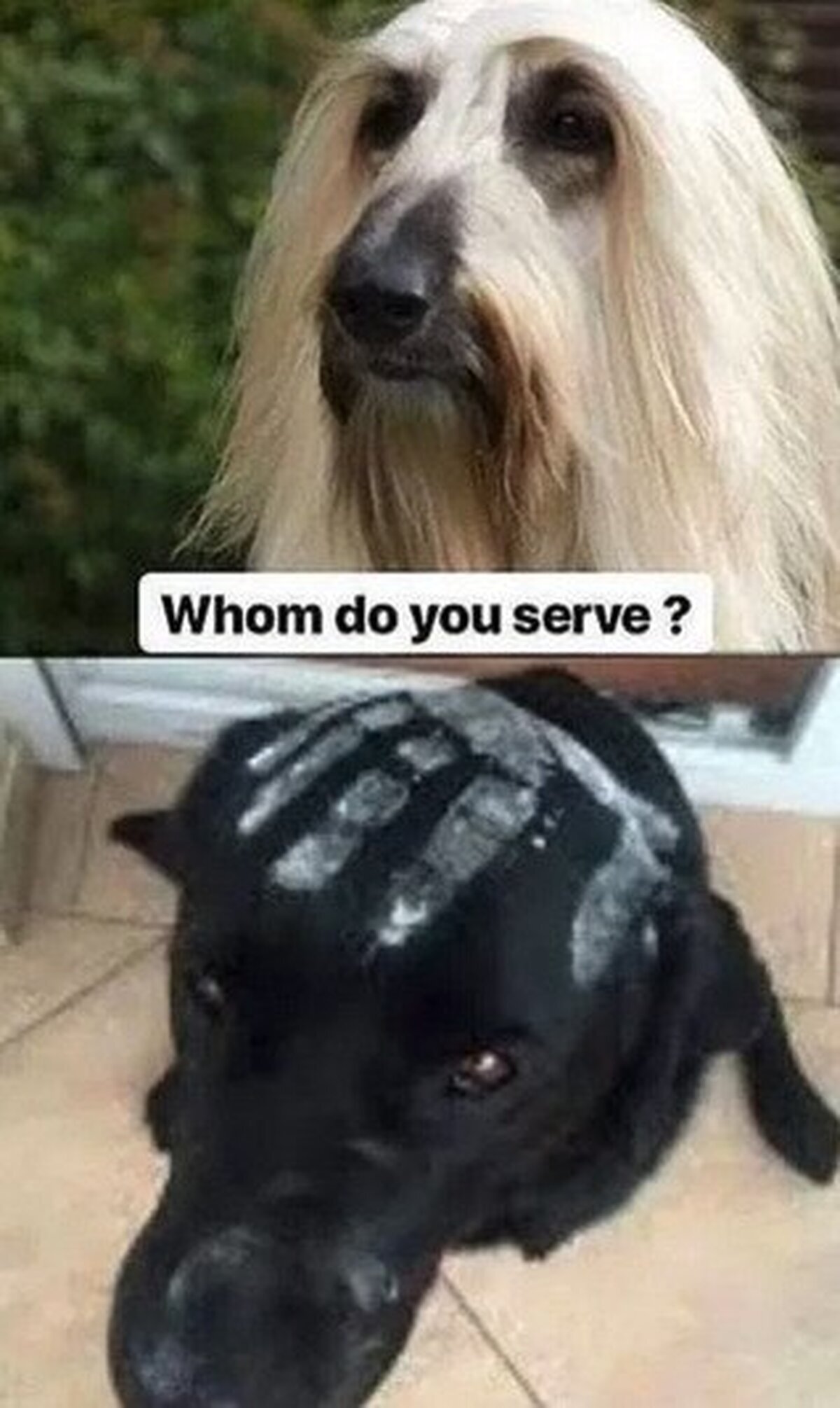 Mi guerrero Uruk-hai, dime...¿Quién es tu Señor?