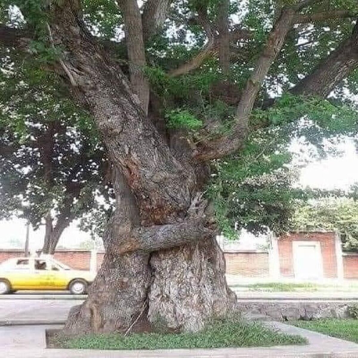 Cuando un Ent encuentra a una mujer Ent