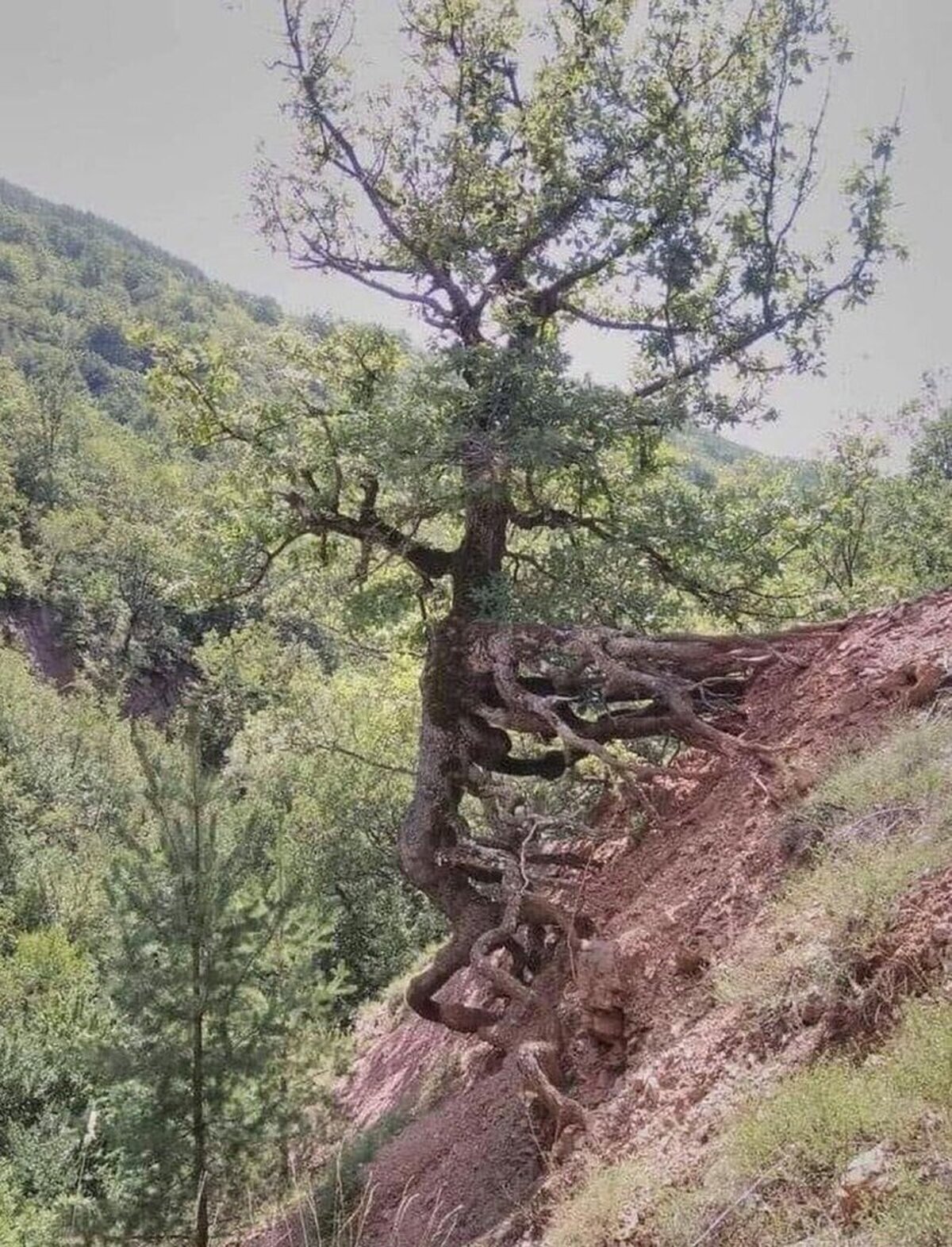 Un Ent camino a Isengard