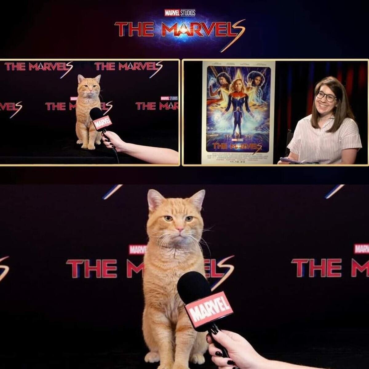 A falta de actores para promocionar #TheMarvels, decidieron entrevistar al gato-flerken