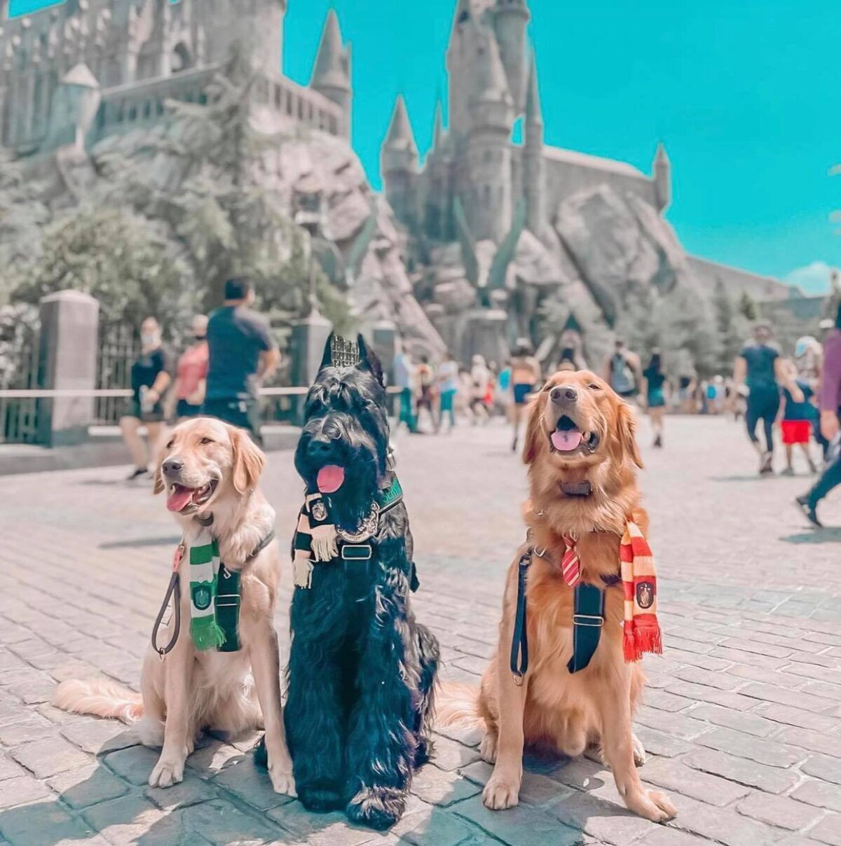 Harry, Ron y Hermione