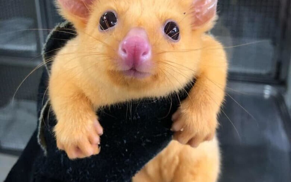 Pikachu existe y es fruto de una mutación genética encontrada en Australia