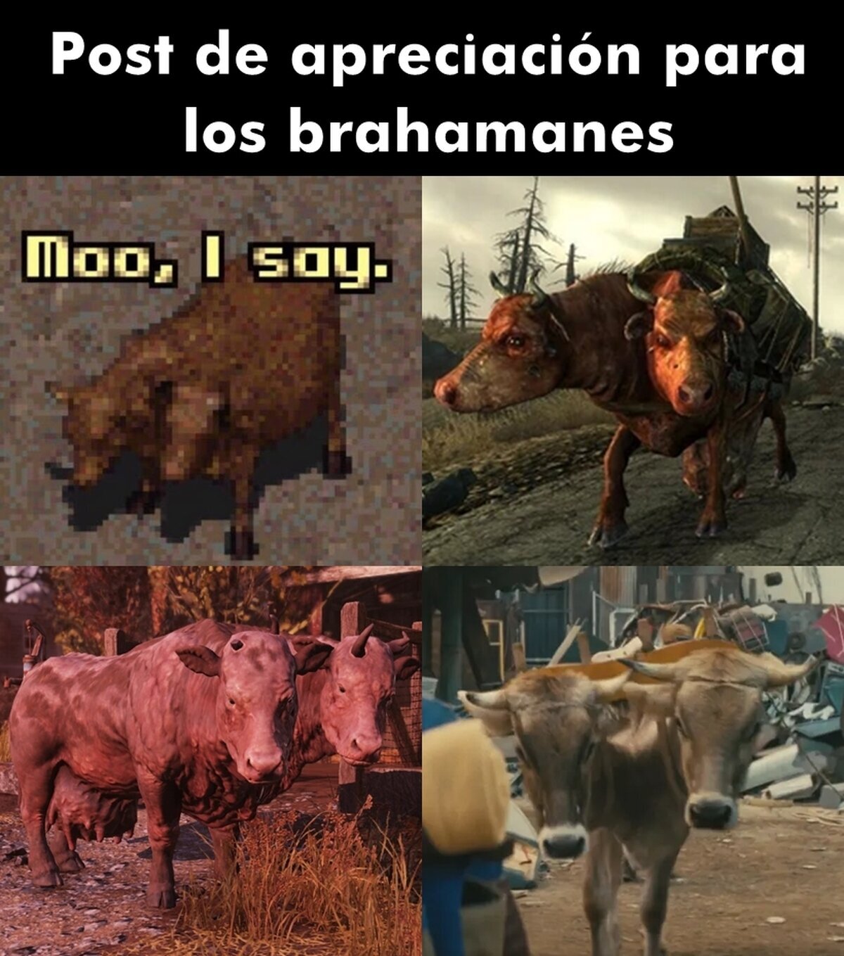 Gracias por la carnita