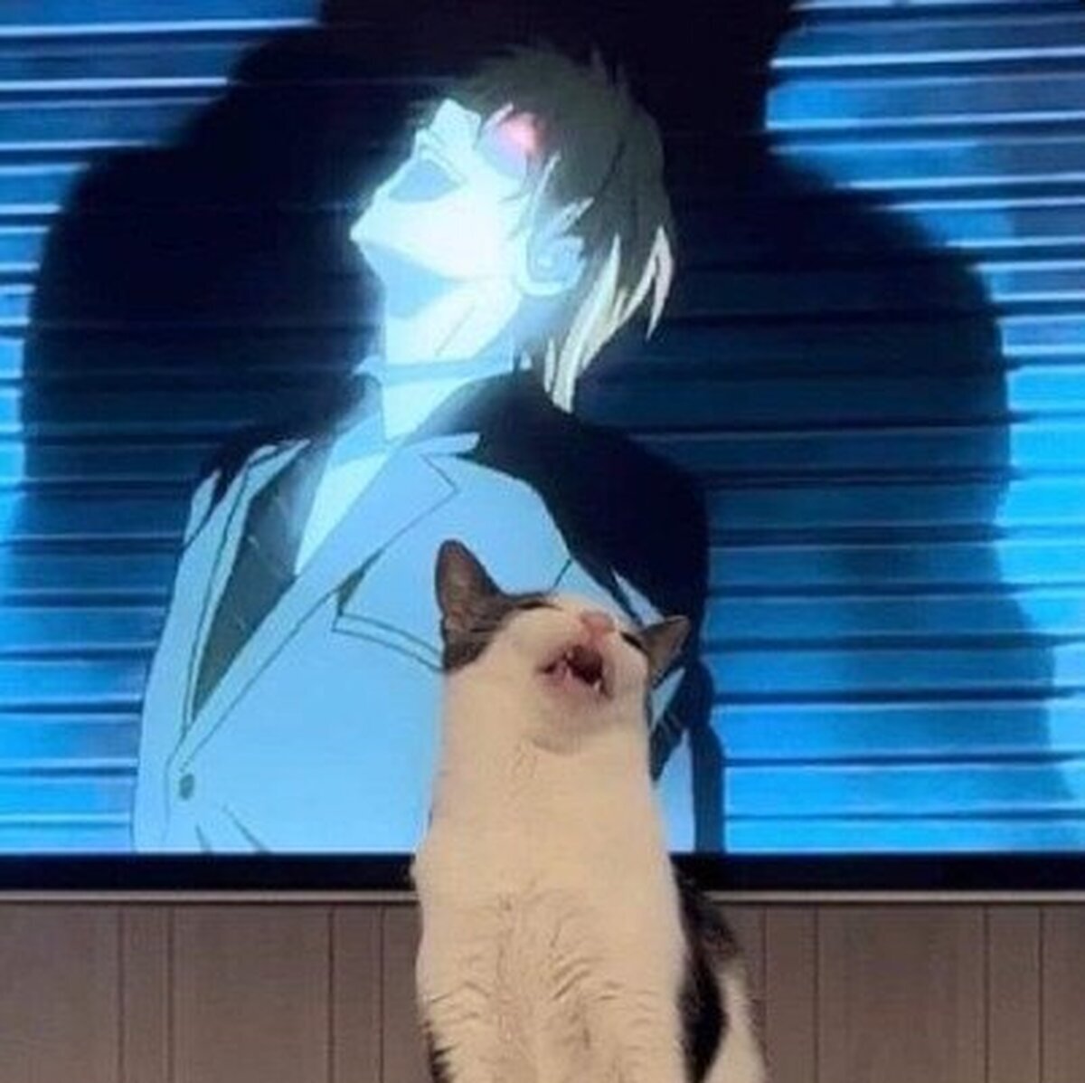 Mi gato a veces me asusta