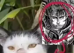Un gatito callejero que se parece al Guts