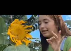 ¿Desde cuando comen los Zombies girasoles?