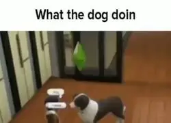 Un perro cariños... ay Dios.