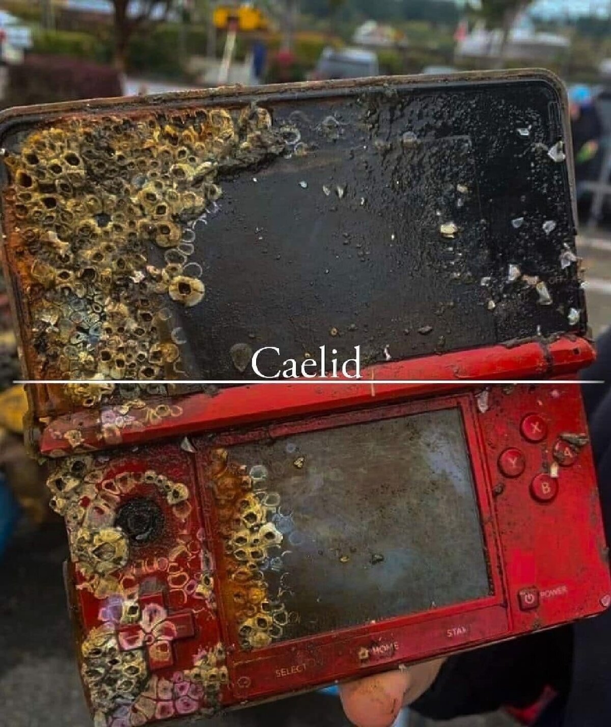 Una DS consumida por la putrefacción roja