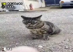 Creí que era un erizo, no un gato. Pero bueno...
