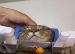 "¿Y tú para qué quieres un gato?"