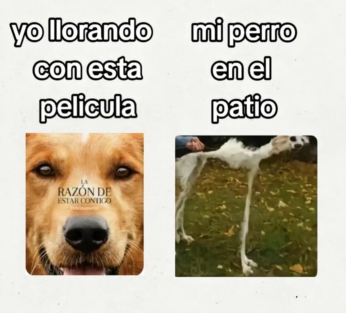 Mi perro en el patio