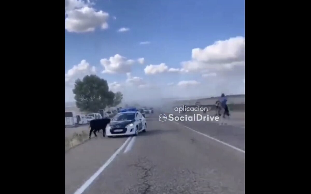 Un toro embiste a una patrulla de la guardia civil en Valladolid