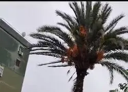 Esta mujer crea cine desde su balcón narrando como cae un palmera