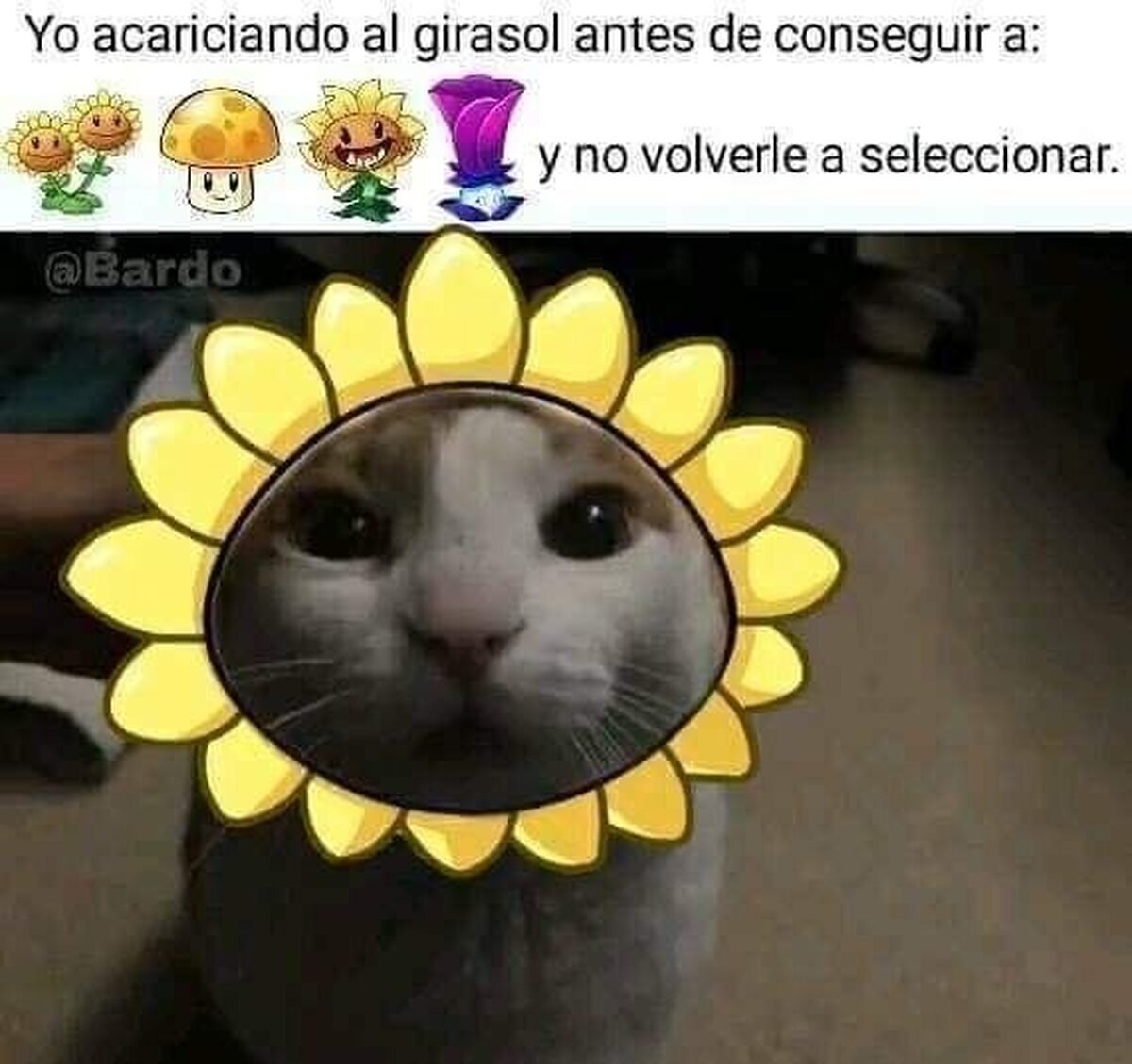 Lo siento, girasol