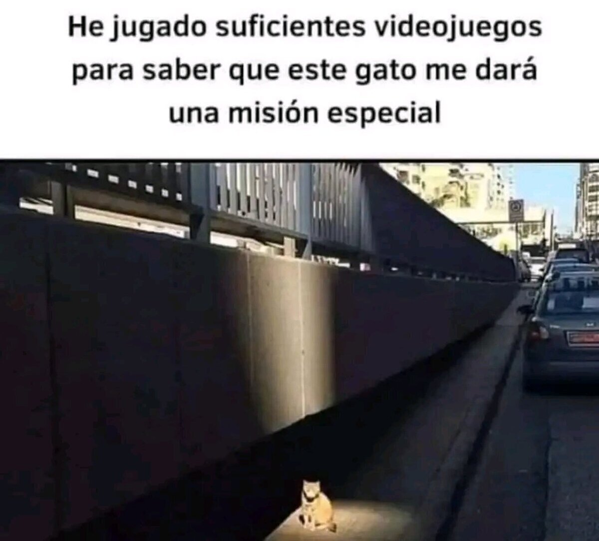 A ver que quiere el gato