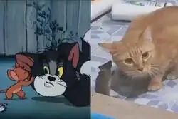 Los Tom & Jerry de la vida real