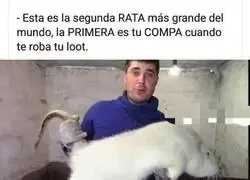 La rata más grande