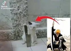 Puro aura este gato