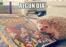 El ídolo de todos los erizos