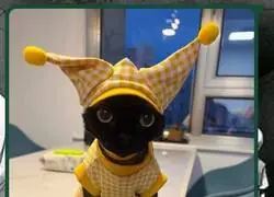 El gato balatro
