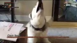 ¿Pero qué le pasa a este perro?