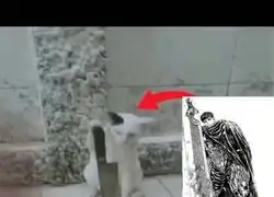 Nunca fue tan facil elegir nombre para un gato