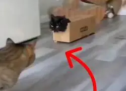 Solid Cat