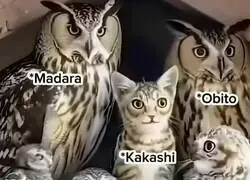 El gato que copia