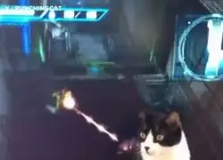 El gato inmortal